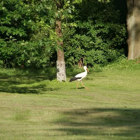Dom Lowczego Gnoyna Park カントリーハウス ラジェヨビツェ